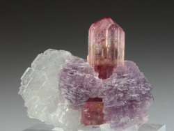 fuckyeahmineralogy:  Tourmaline with Lepidolite and Albite var.