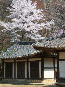 slyf0xes:  by Tantaga  
