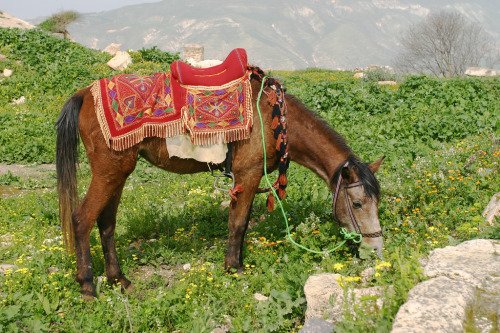 ps1:Shot in a small village, Jordan