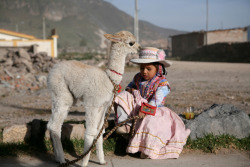 tastyfuck:A young Peruvian girl rests with her baby alpaca named