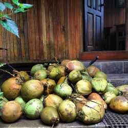 rawismyreligion:  first thing in the morning #coconutwater 