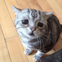 desolationpl:  boredpanda:    The Saddest Cat On The Internet    Last pic with that plushie panda is cute. :(   OH MY GOD, I KNOW IM A 3D/ART/PORN BLOG BUT GODDAMN I JUST NEED THIS FACE ON IT