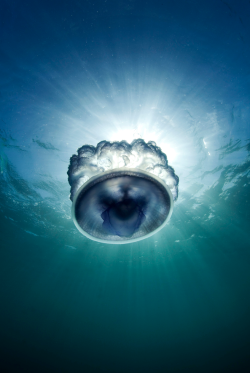thelovelyseas:    Jellyfish in Neiafu Harbour in Tonga by Scott
