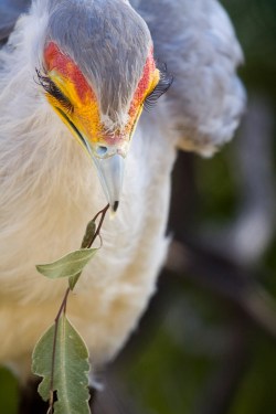 sdzoo:  Maybe it’s Maybelline by Brian Connolly  oh my god