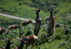 killing-the-prophet:Deer graze on Alatau Maraly farm in Kasymbek