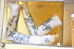 ewok-gia:  A pair of of wet preserved human arms with early Traditional