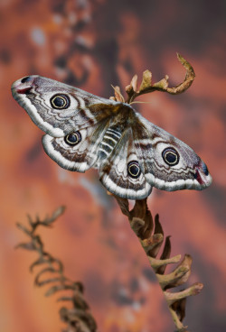 wowtastic-nature:  The Small Emperor Moth - Saturnia pavonia