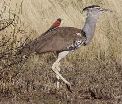 becausebirds:  fairy-wren:  Kori Bustard and Southern Carmine