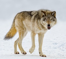 beautiful-wildlife: Loup gris by Yves Kéroack  LONEWOLF