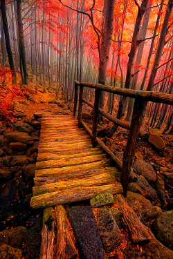 plasmatics:  Autumn [via/more] By Merca Michael 