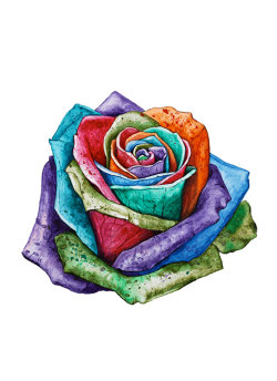 watercolor-art:  Rose 