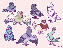 handsomehugs:  pigeons pigeons pigeons!! of the rock dove variety