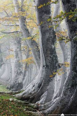 mistymorrning:  Abruzzo, Italy  