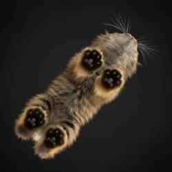 cuteness–overload:  Kitten footsies (photo source): http://imgur.com/r/aww/S4tqLnt