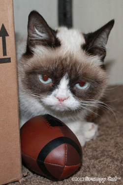 tardthegrumpycat:  The Daily Grump | January 19, 2013  Cats