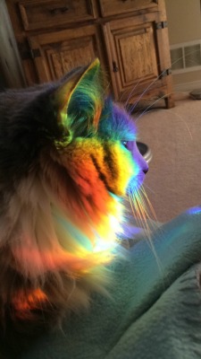 t0nguelikecandy:  my cat was sitting in the middle of a rainbow
