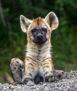 beautiful-wildlife:  Baby Hyena by Wizard World Photography