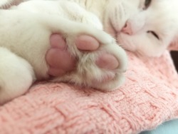 bigby–wolf: toe beans 