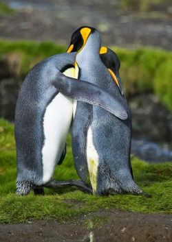 nm-gayguy:  our-amazing-world:  King penguins huggin Amazing