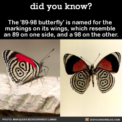 did-you-kno:  The ‘89-98 butterfly’ is named for the  markings