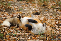 everythingfox:  Basking in the leaves!