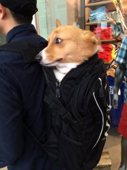 doggosource:  when u get scared you lost your friend in public