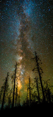 just–space:Milky way above the trees by Toby Harriman 