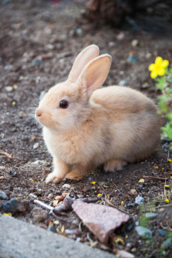 ofcarnivora:  Feral bunny