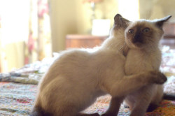 catsbeaversandducks:  When someone you don’t like hugs you.