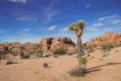 loganmccormackphotography:  Jumbo Rocks Campground, Joshua Tree