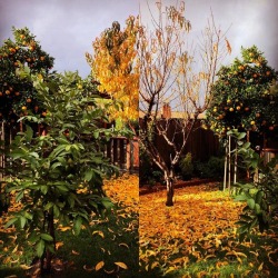 #guayaba #oranges #peaches #plums #figs #haciendaperezgarcia