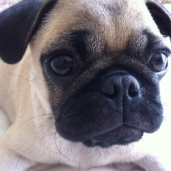 Goodlooking pug #pug