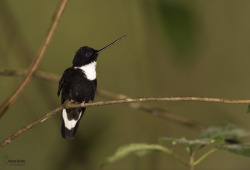 fairy-wren:  Collared Inca