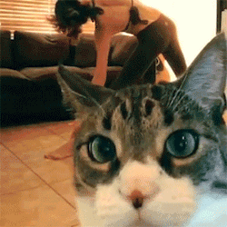 sizvideos:  Watch the video of this cat ruining a Yoga Video