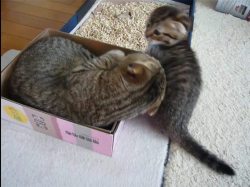 awwww-cute:  “I want to sit in the box too!” (Source: http://ift.tt/1pfbL6p)