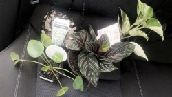 I did the stressful things and treated myself to more plants