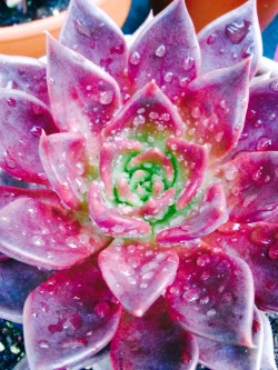 ilovehellokittyandweed:  Black Prince succulent after the rain🌵💚🌵🌵💚🌵