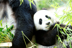 giantpandaphotos:  Xiao Liwu (and his mother Bai Yun) at the