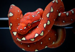 cat-eye-nebula:  Green Tree Python Baby - red coloring  (Morelia