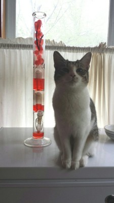 stonedscorpiotbh:  Kitties and bongs ♡♡♡