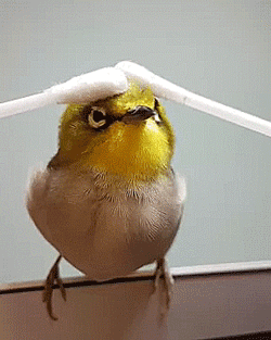 thenatsdorf: Bird enjoys cotton swab massage. [full video]