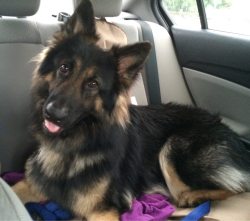 cute-overload:  My new dog Zeus. I think he’s so handsome :)http://cute-overload.tumblr.com