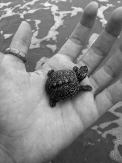 lushella:  i used to have turtles when i was little and one day