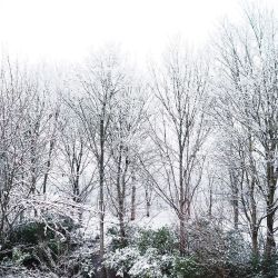 Woke up in Narnia ❄️ #view #snow #Winter #England by lydiaemillen