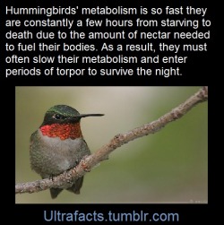 ultrafacts:    Hummingbirds have the highest metabolism of any