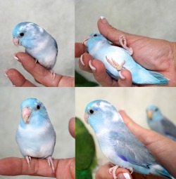 dynaroo:  poppyparrotlet:  By way of Parrotlet Babies. (I like