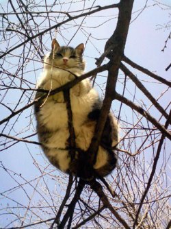 indirispeaks:  o-101:  so that’s where cats come from   good