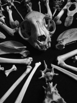 roadkillandcrows:  Cat skull and bones. 