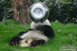 giantpandaphotos:  © Panda.org. 