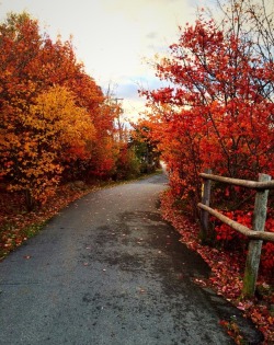 “It must be October, the trees are full of colors"